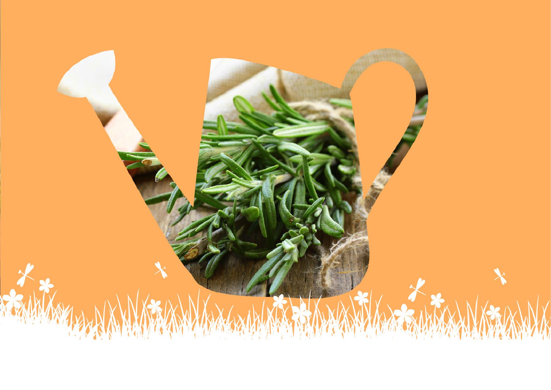 גן צמחי - תבלין במרפסת