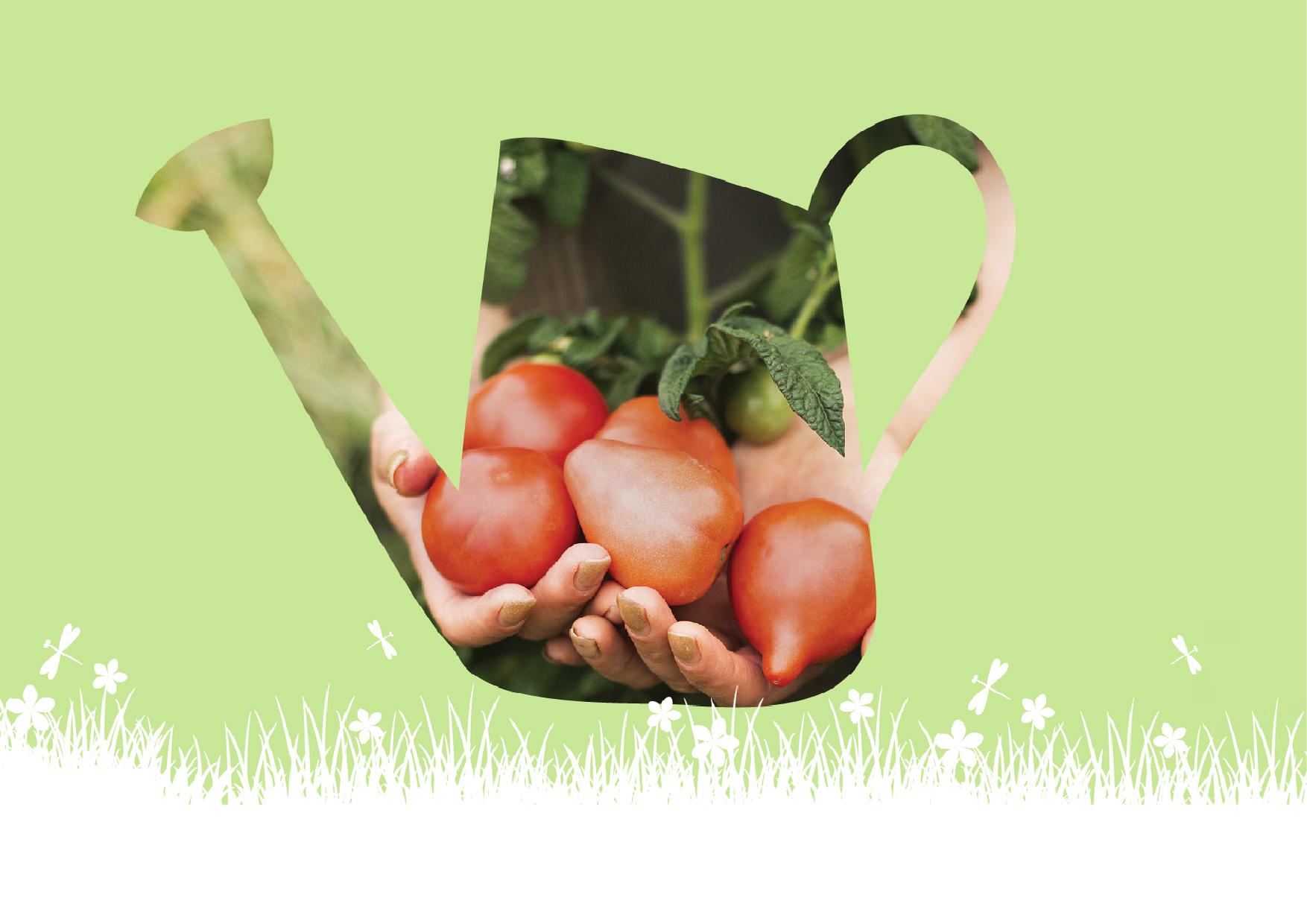 גידול ירוקות במרפסת