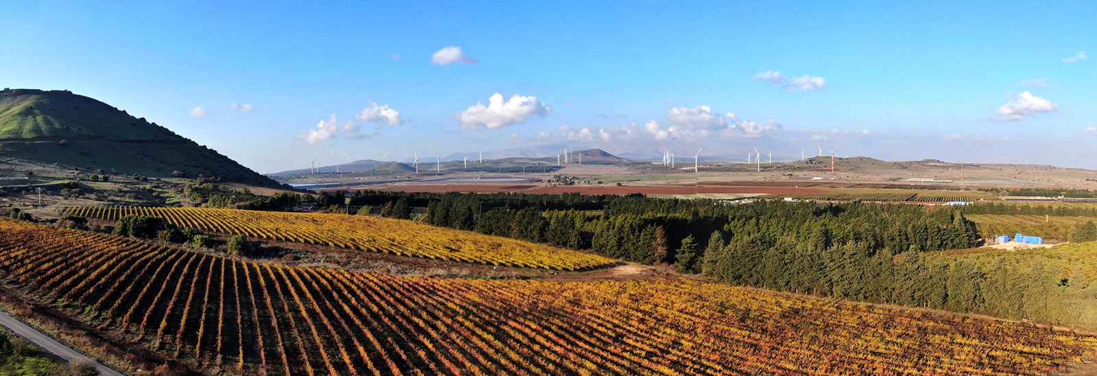 כרמים ונוף פתוח, צילום יהודה וינברג