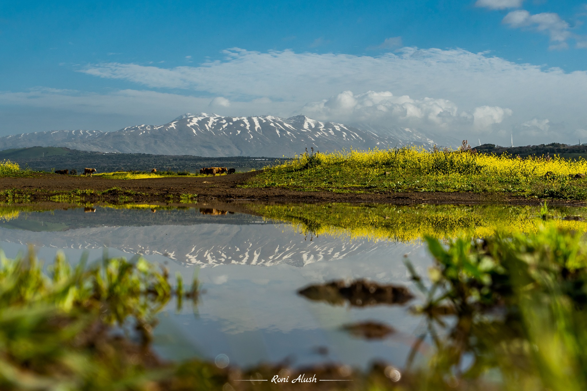 הגולן באביב, צילום רוני אלוש