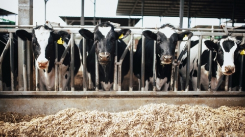 אבני איתן 4.jpg