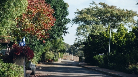 קדמת צבי (3).jpg
