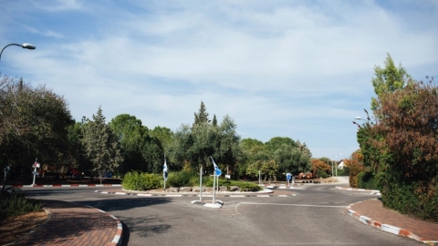 קדמת צבי (4).jpg