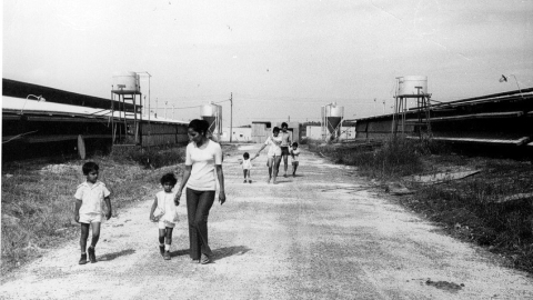 נאות גולן (7).jpg